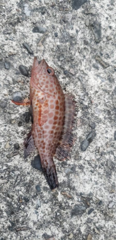 アジ探し@芳養漁港