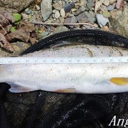 引原本流で大アマゴ登場！