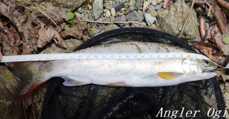 引原本流で大アマゴ登場！