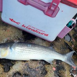 和歌山市江（吉丸渡船）でグレ釣り