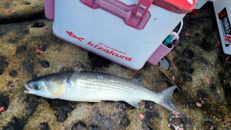 和歌山市江（吉丸渡船）でグレ釣り