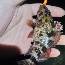 3月のライトゲーム、まさかの珍客も