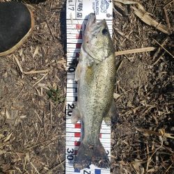 初バスげっとん