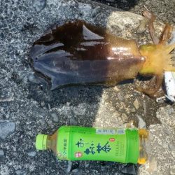 やっと春アオリイカが、つれした。