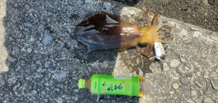 やっと春アオリイカが、つれした。