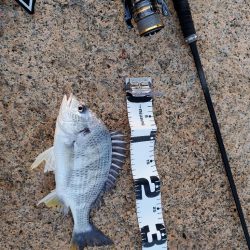 ハードチニング マイクロベイト