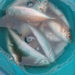 アジ探し@雑賀崎