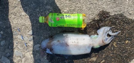 春アオリイカ狙い
