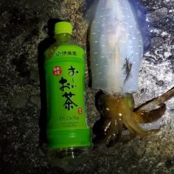 春アオリイカ狙い