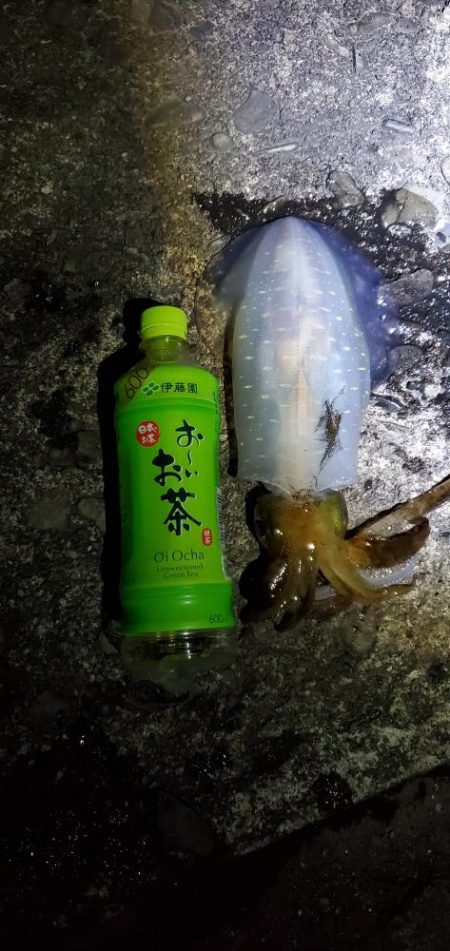 春アオリイカ狙い