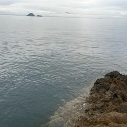 フカセ釣りで想定外の魚が釣れました