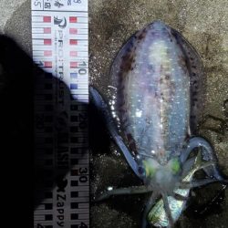 春イカ狙いで今回も！