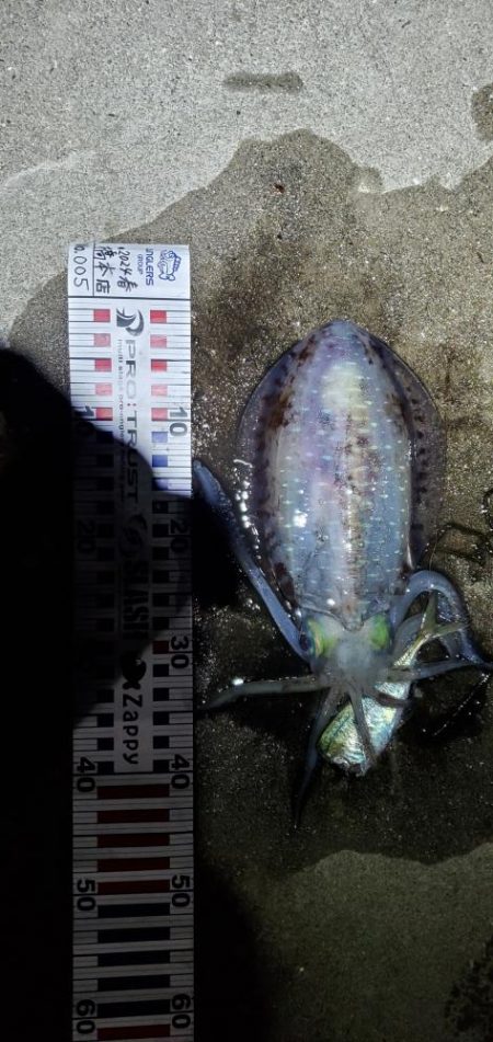 春イカ狙いで今回も！