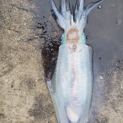 春アオリイカ狙い