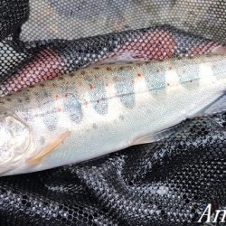 大増水の中、二桁釣果！