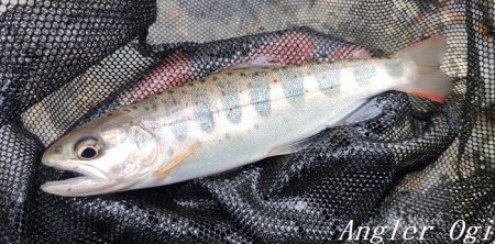 大増水の中、二桁釣果！