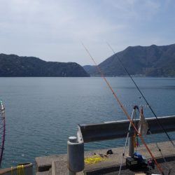 オカッパリで釣れる魚なんですね…