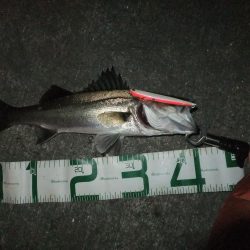 シーバスシーズン開幕