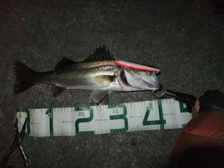 シーバスシーズン開幕