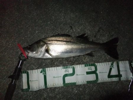 今日もシーバス