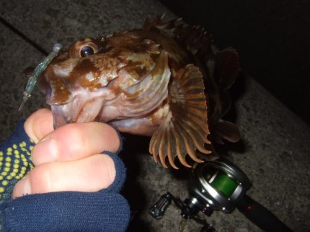 格安ベイトフィネスリールでメバル釣行に