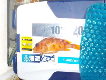 完全フカセ　今シーズン初戦〜倉丸〜