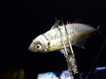 まさかあそこで良型