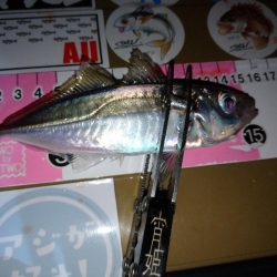 今夜もご近所アジング