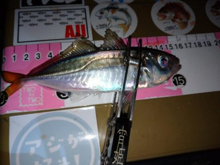 今夜もご近所アジング