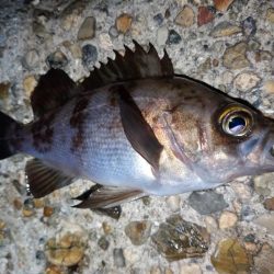 久しぶりの釣果