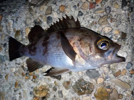 久しぶりの釣果
