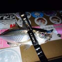 地元春アジ開幕2連勝