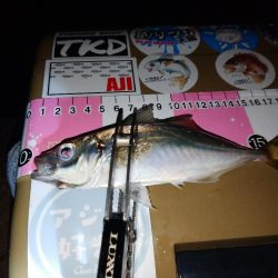 今夜もご近所アジング