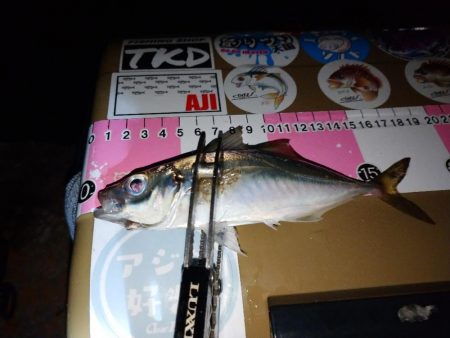 今夜もご近所アジング