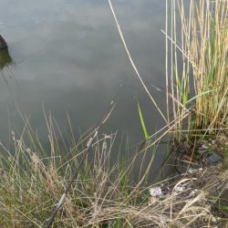 淀川のシロヒレタビラ