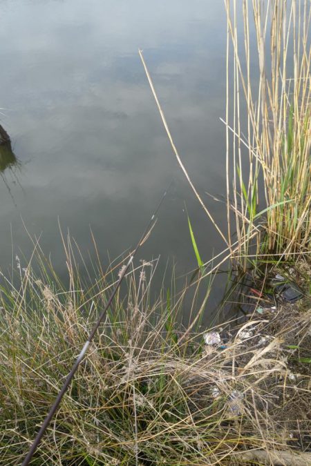 淀川のシロヒレタビラ