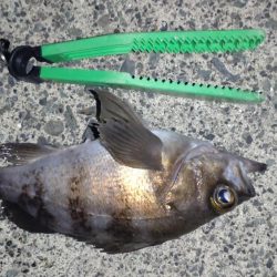 メバル釣り