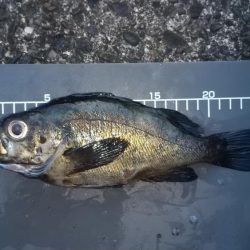 3度目の正直で中アジゲットすることが出来ました。