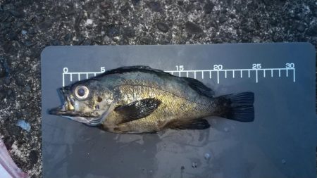 3度目の正直で中アジゲットすることが出来ました。