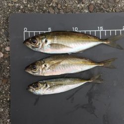 アジングチャレンジ