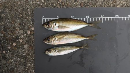 アジングチャレンジ