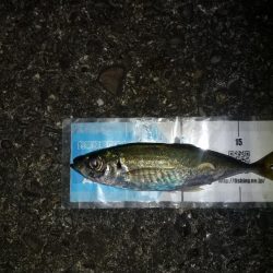 前回よりサイズアップする事が出来ました。