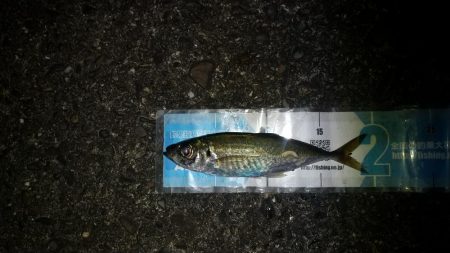 前回よりサイズアップする事が出来ました。