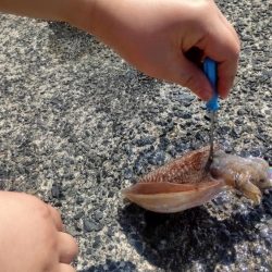 今年初のコウイカ！！