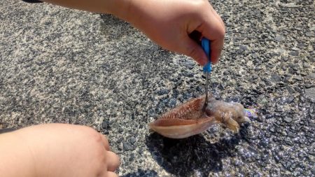 今年初のコウイカ！！