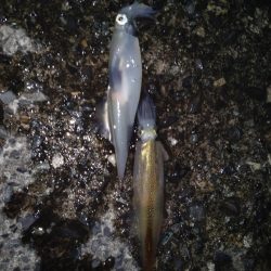 久しぶりにヤリイカ！