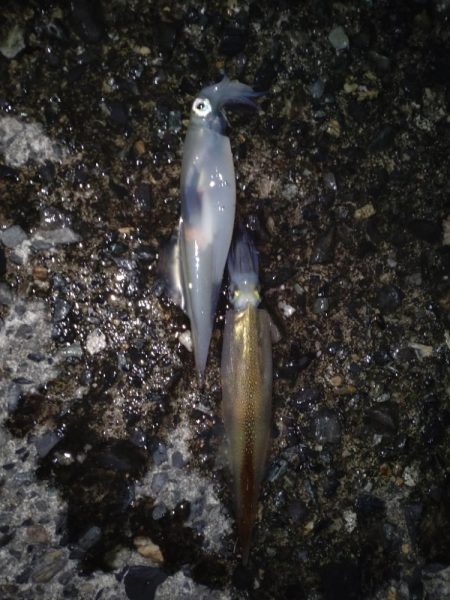 久しぶりにヤリイカ！