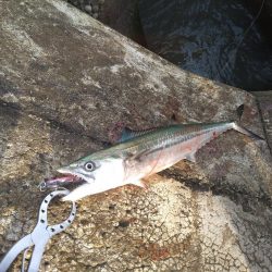 横風の中で流れに身を任せ…