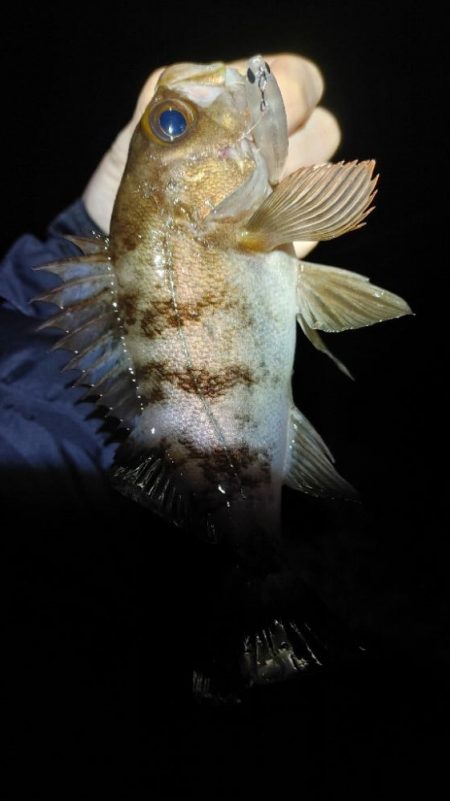 メバルプラッキング