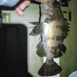 久々メバリング